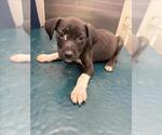 Small Labrador Retriever Mix