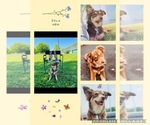 Small Photo #1 Miniature Australian Shepherd Puppy For Sale in BLMGTN, IN, USA