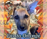 Small #6 Dachshund Mix