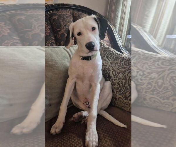 Medium Photo #7 English Springer Spaniel-Unknown Mix Puppy For Sale in Aurora, IN, USA