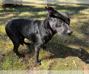 Labrador Retriever-Unknown Mix Dogs for adoption in Conroe, TX, USA