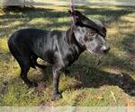 Small Labrador Retriever Mix