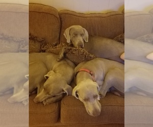 Mother of the Weimaraner puppies born on 06/04/2019