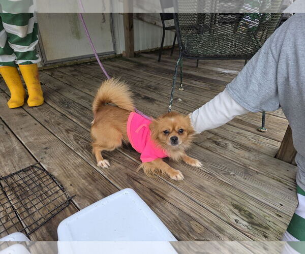 Medium Photo #1 Pomeranian-Unknown Mix Puppy For Sale in Wakefield, RI, USA