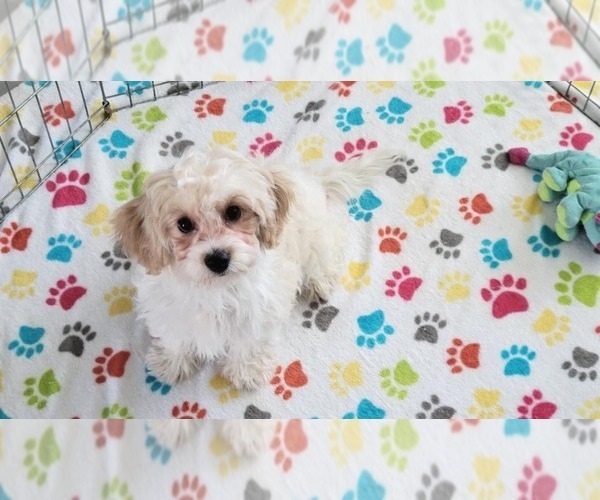 Medium Photo #4 Cavachon Puppy For Sale in ORO VALLEY, AZ, USA