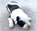 Small German Shepherd Dog Mix