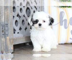 Zuchon Puppy for sale in MOUNT VERNON, OH, USA