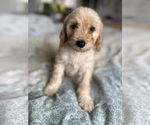 Small Photo #66 Goldendoodle (Miniature) Puppy For Sale in PENSACOLA, FL, USA