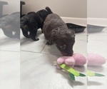 Small #1 Chiweenie