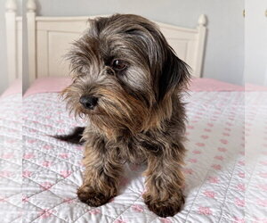 Luna - Female Mutt Dog for Adoption - Photo #2