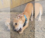 Small #4 Chihuahua Mix