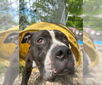 Small #38 American Staffordshire Terrier Mix