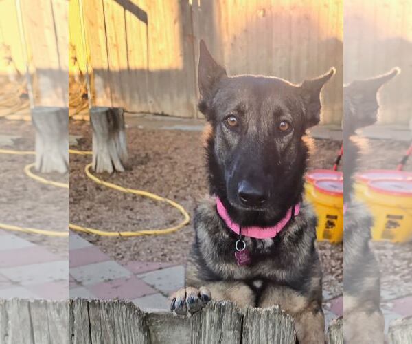 Medium Photo #14 German Shepherd Dog Puppy For Sale in Houston, TX, USA