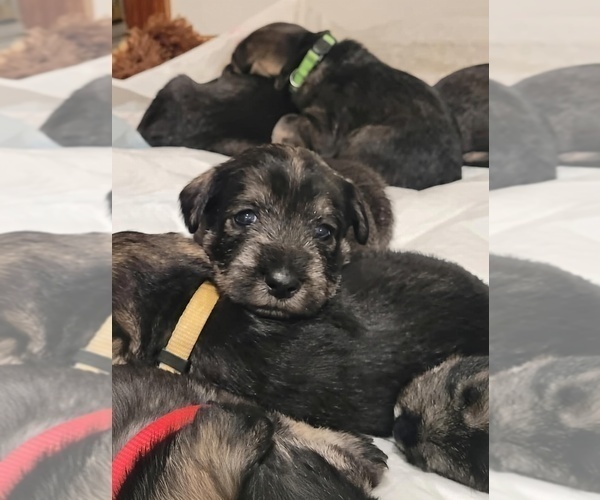 Medium Photo #1 Schnauzer (Standard) Puppy For Sale in RICHMOND, VA, USA