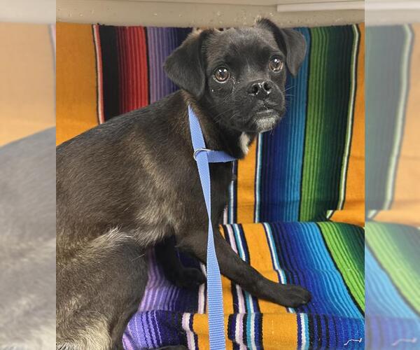 Medium Photo #1 Chihuahua-Unknown Mix Puppy For Sale in HESPERIA, CA, USA