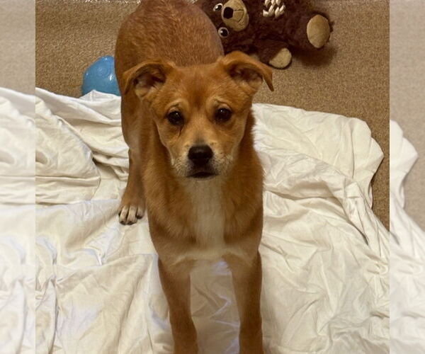 Medium Photo #1 Saint Bernard-Unknown Mix Puppy For Sale in Elmsford, NY, USA