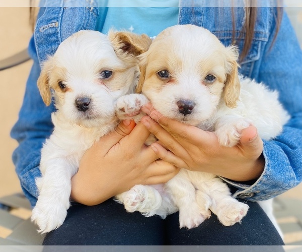 Medium Photo #1 Maltipoo Puppy For Sale in SAN BERNARDINO, CA, USA