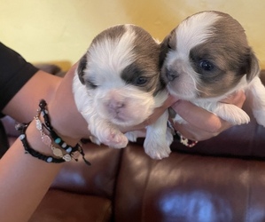 Shih Tzu Puppy for sale in PASCO, WA, USA