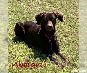 Labrador Retriever-Unknown Mix Dogs for adoption in Oakhurst, NJ, USA