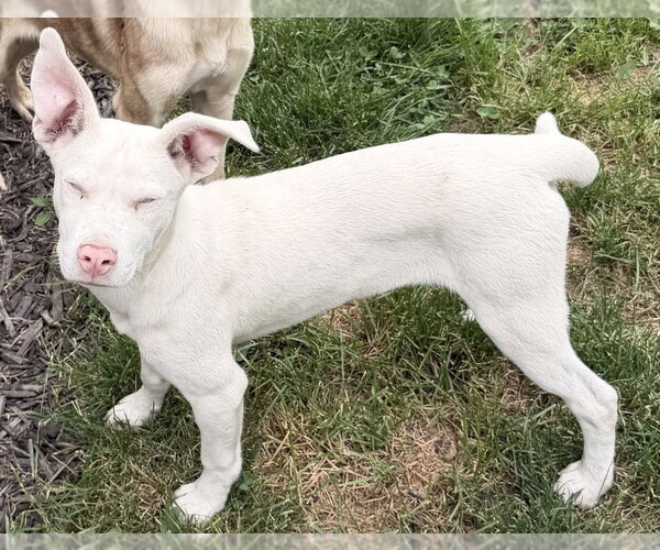 Medium Photo #5 Siberian Husky-Unknown Mix Puppy For Sale in Springdale, PA, USA