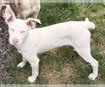 Small #4 Siberian Husky Mix
