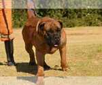 Small Photo #50 Boerboel Puppy For Sale in LAS CRUCES, NM, USA