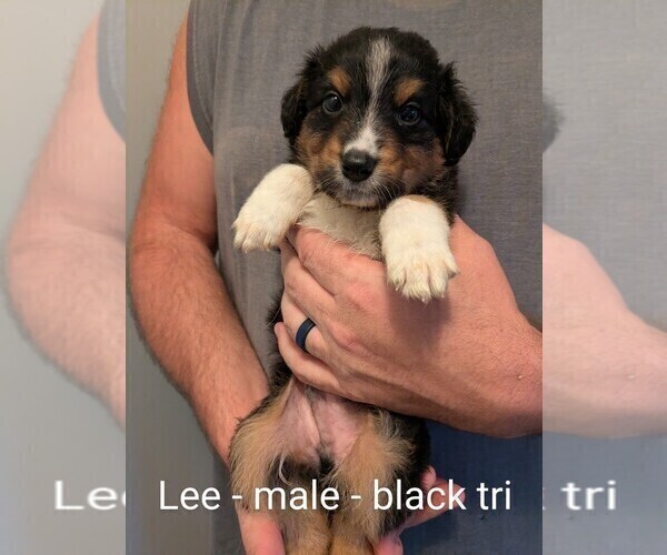 Medium Photo #17 Australian Shepherd Puppy For Sale in PAMPLIN, VA, USA
