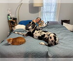 Small Photo #2 Great Dane Puppy For Sale in Bullard, TX, USA