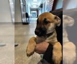 Small Plott Hound Mix