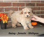 Image preview for Ad Listing. Nickname: Daisy