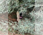 Small #11 Great Pyrenees