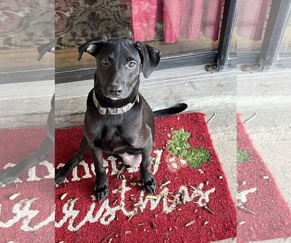 Medium Photo #1 Labrador Retriever-Unknown Mix Puppy For Sale in Virginia Beach, VA, USA