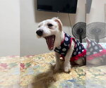 Small #3 Shih Tzu Mix
