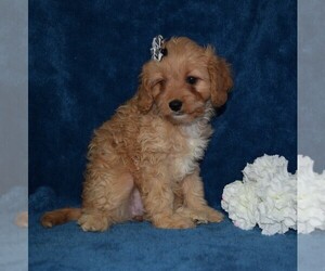 Cavapoo Puppy for sale in BARNESVILLE, KS, USA