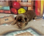 Image preview for Ad Listing. Nickname: Cinnamon