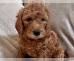 Puppy 3 Labradoodle-Poodle (Miniature) Mix