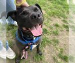 Small #1 American Pit Bull Terrier-Staffordshire Bull Terrier Mix