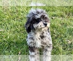 Puppy Nay Nay AKC Poodle (Miniature)