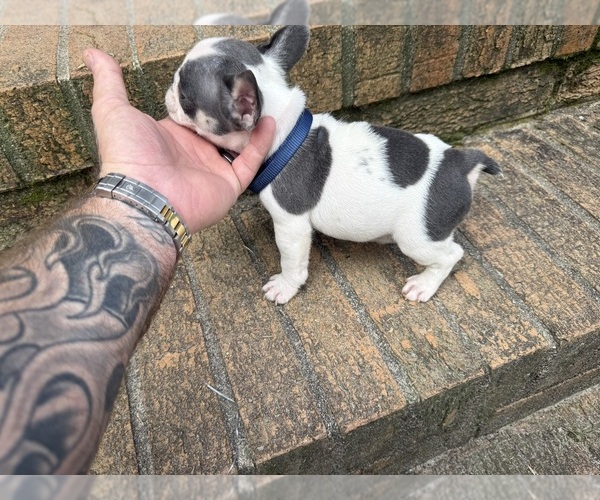 Medium Photo #7 French Bulldog Puppy For Sale in MACON, GA, USA