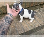 Small #6 French Bulldog