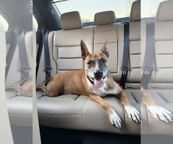 Medium Photo #2 Boxer-Unknown Mix Puppy For Sale in Garner, NC, USA