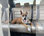 Small Photo #2 Boxer-Unknown Mix Puppy For Sale in Garner, NC, USA