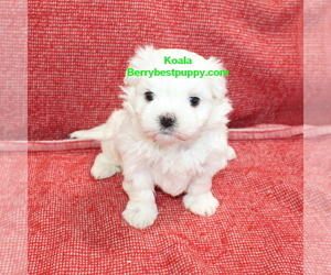 Maltese Puppy for sale in JUNIPER HILLS, CA, USA