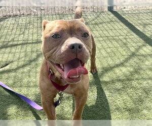 Mutt Dogs for adoption in Martinez, CA, USA