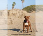 Small #5 American Pit Bull Terrier Mix