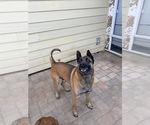 Small Photo #1 Belgian Malinois Puppy For Sale in OXNARD, CA, USA