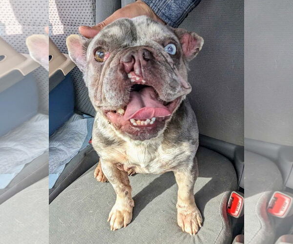 Medium Photo #17 French Bulldog-Unknown Mix Puppy For Sale in Corona, CA, USA