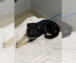Small German Shepherd Dog Mix