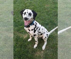 Father of the Dalmatian puppies born on 05/21/2025