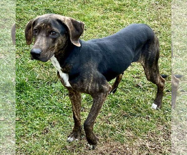 Medium Photo #3 Beagle-Plott Hound Mix Puppy For Sale in Batavia, OH, USA